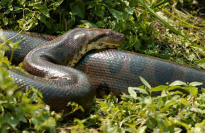 Habitat das Serpentes