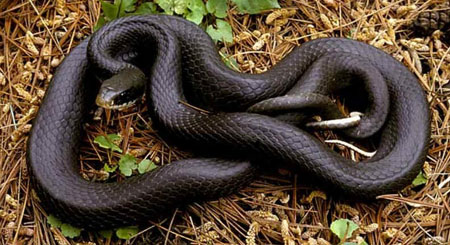Habitat das Serpentes