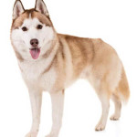 Husky Siberiano