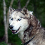 Husky Siberiano
