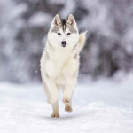 Husky Siberiano