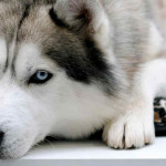 Husky Siberiano