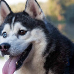 Husky Siberiano