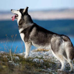 Husky Siberiano