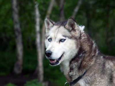 Husky Siberiano