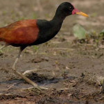 Jaçanã