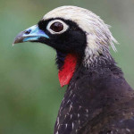 Jacutinga