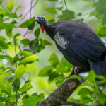 Jacutinga