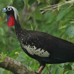 Jacutinga