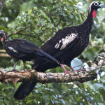 Jacutinga