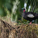Jacutinga