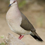 Juriti