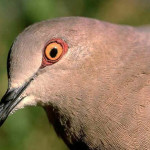 Juriti