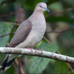 Juriti