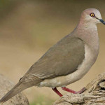 Juriti
