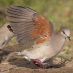 Juriti