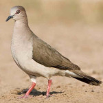 Juriti