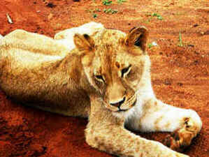 Kruger Park