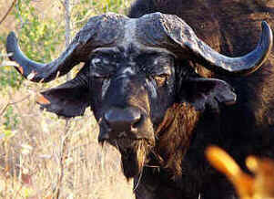 Kruger Park
