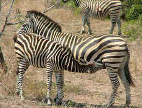 Kruger Park