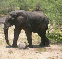 Kruger Park