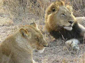 Kruger Park