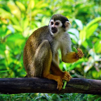 Macaco