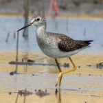 Maçarico