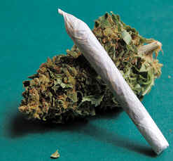 Maconha
