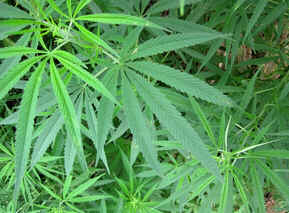 Maconha