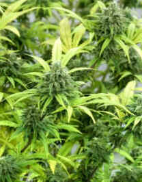Maconha