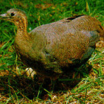 Macuco