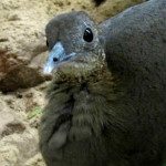 Macuco