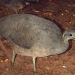 Macuco