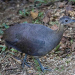 Macuco