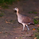 Macuco