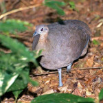Macuco