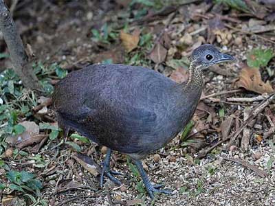 Macuco
