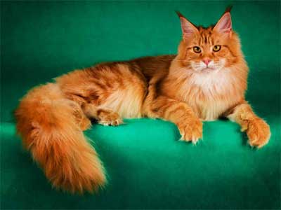 Maine Coon