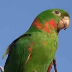 Maitaca