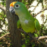 Maitaca