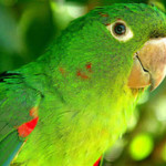 Maitaca