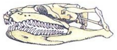 Mandíbula da Cobra