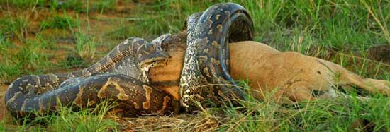 Mandíbula da Cobra
