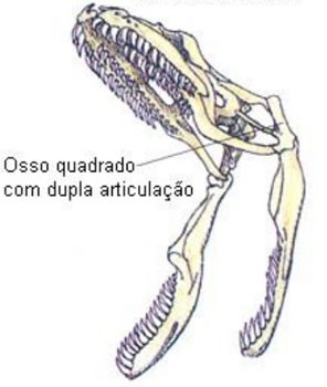 Mandíbula da Cobra