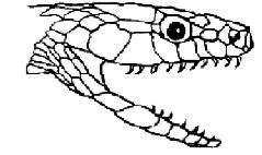 Mandíbula da Cobra