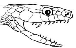 Mandíbula da Cobra