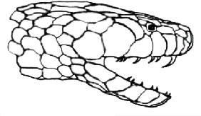 Mandíbula da Cobra