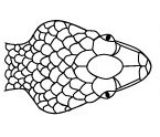 Mandíbula da Cobra
