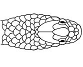 Mandíbula da Cobra
